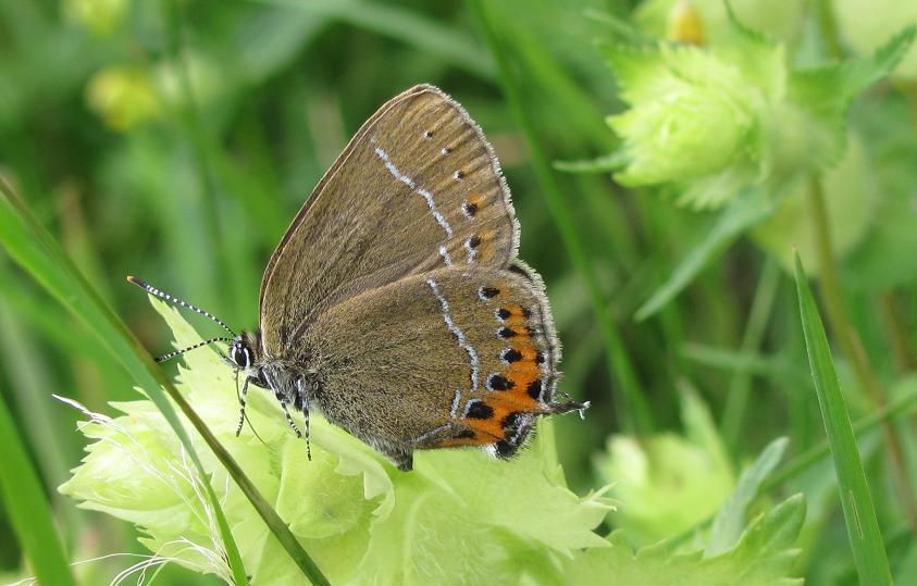 Satyrium pruni